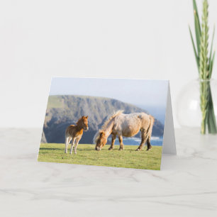 Mare with Foal, Shetland islands, Scotland Card