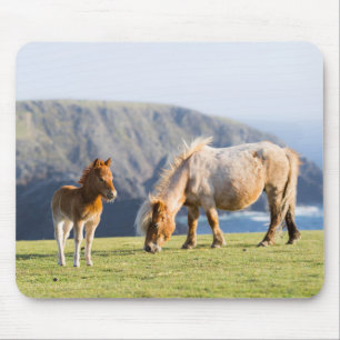 Mare with Foal, Shetland islands, Scotland Mouse Pad