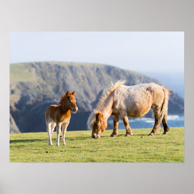 Mare with Foal, Shetland islands, Scotland Poster (Front)