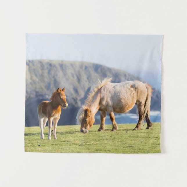 Mare with Foal, Shetland islands, Scotland Tapestry (Front (Horizontal))