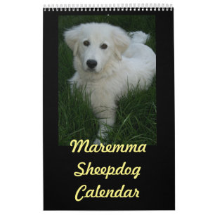 Maremma Sheepdog Calendar