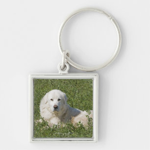 Maremma sheepdog in pasture acts as a livestock keychain