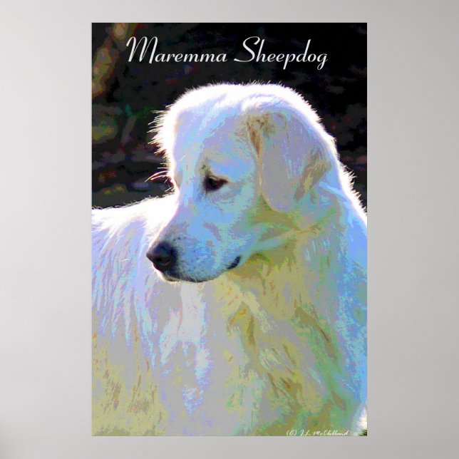 Maremma sheepdog pop art poster (Front)