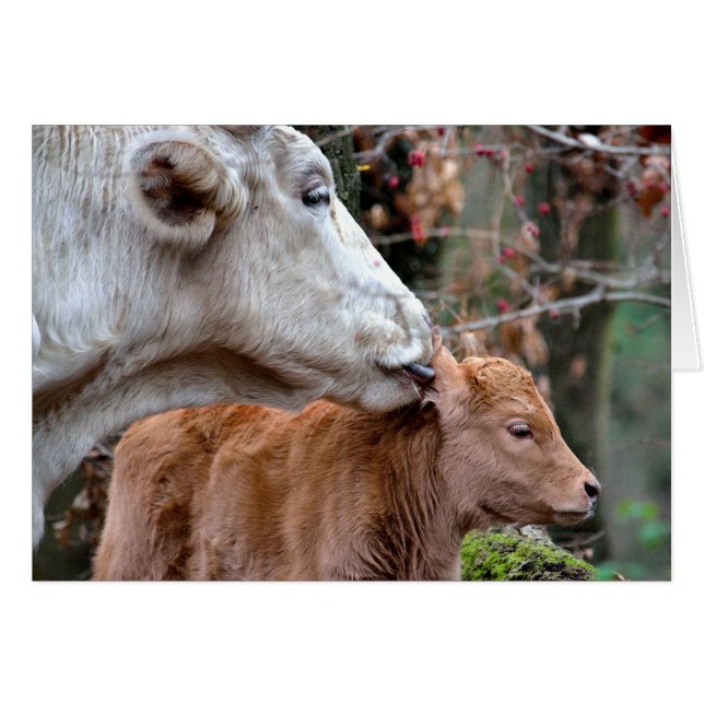 Maremmana Cow Licking Calf (Front Horizontal)