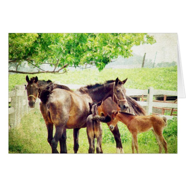 Mares and Foals (Front Horizontal)