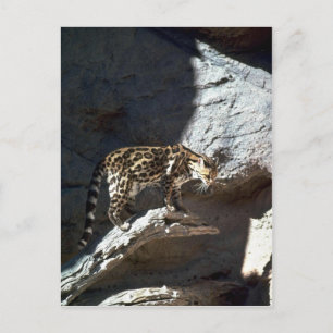 Margay cat postcard