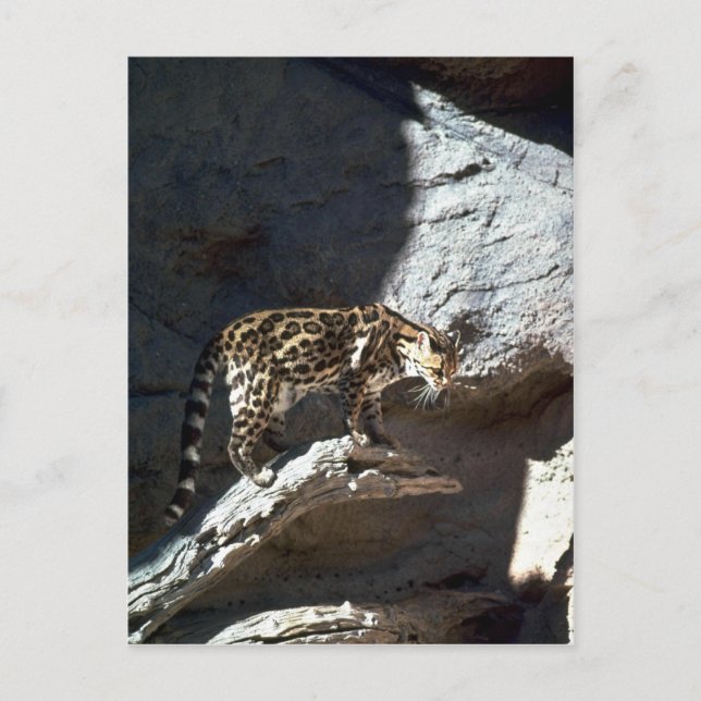 Margay cat postcard (Front)