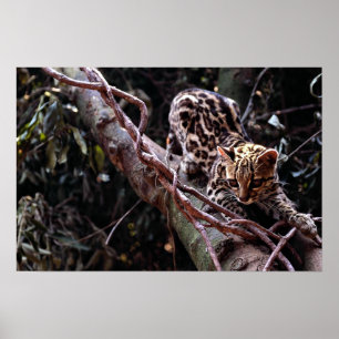 Margay (Felis wiedi) in tree Poster