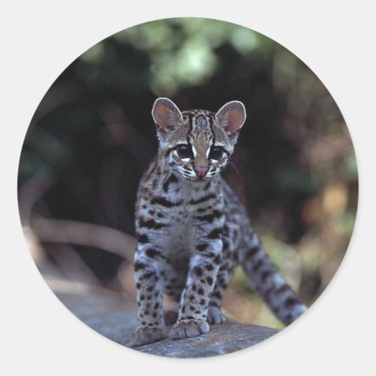 Margay (Felis wiedi) kitten in tree Classic Round Sticker