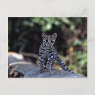 Margay (Felis wiedi) kitten in tree Postcard