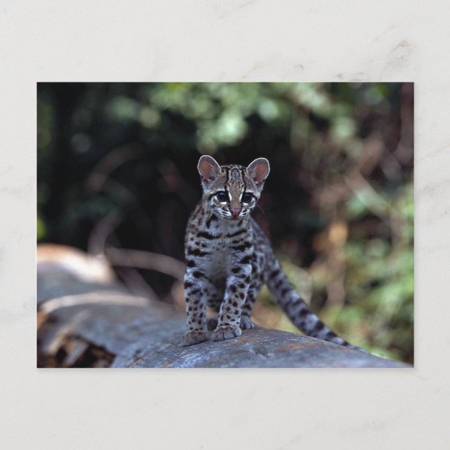 Margay (Felis wiedi) kitten in tree Postcard (Front)
