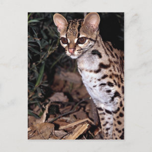 Margay (Felis wiedi) Postcard