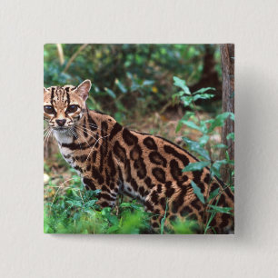 Margay, Leopardus wiedi, Native to Mexico into 2 Inch Square Button
