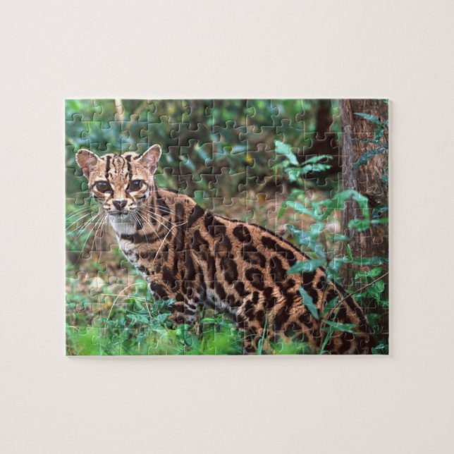 Margay, Leopardus wiedi, Native to Mexico into Jigsaw Puzzle (Horizontal)