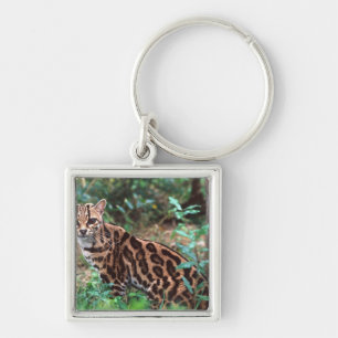 Margay, Leopardus wiedi, Native to Mexico into Keychain