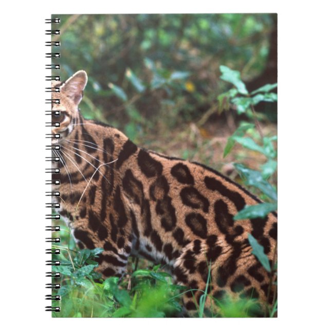 Margay, Leopardus wiedi, Native to Mexico into Notebook (Front)