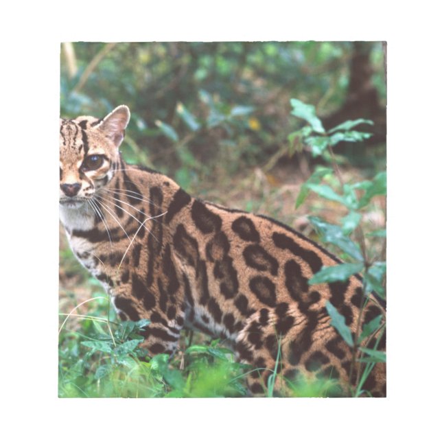 Margay, Leopardus wiedi, Native to Mexico into Notepad (Front)