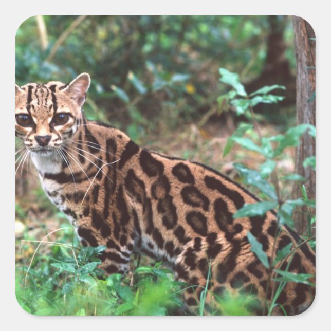 Margay, Leopardus wiedi, Native to Mexico into Square Sticker (Front)