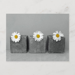 Margeriten Postcard