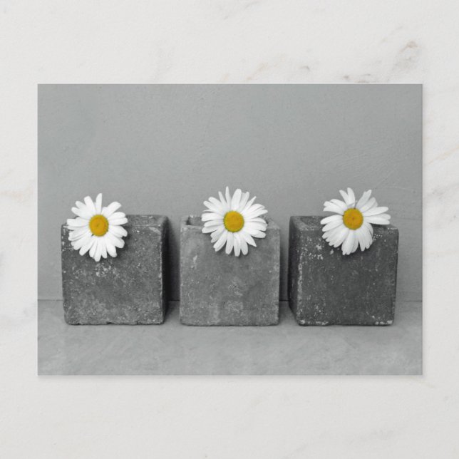 Margeriten Postcard (Front)