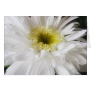 Marguerite 13 de Gerbera