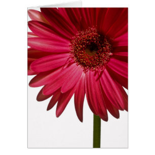 Marguerite 6 de Gerber