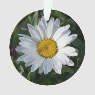 Marguerite blanche
