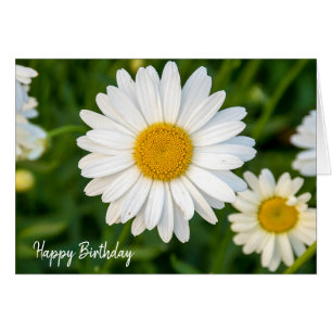 marguerite blanche anniversaire