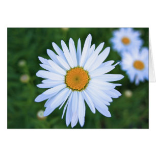 Marguerite, carte vierge