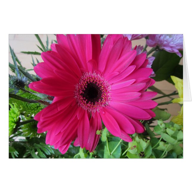 Marguerite de Gerba (Devant horizontal)