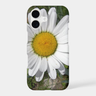 Marguerite de Shasta (Chrysanthemum maximum)