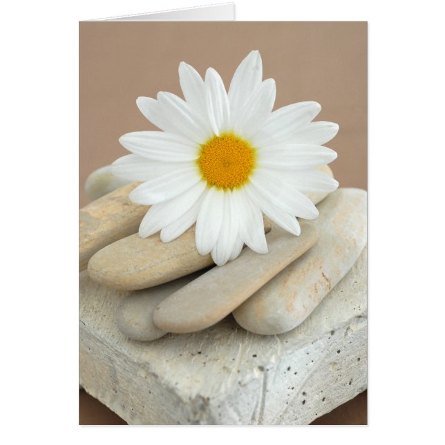 Marguerite et pierres (Devant)