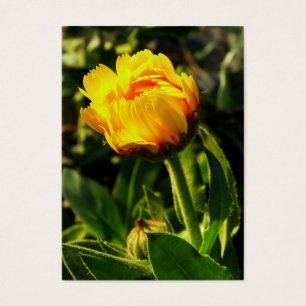 marguerite jaune