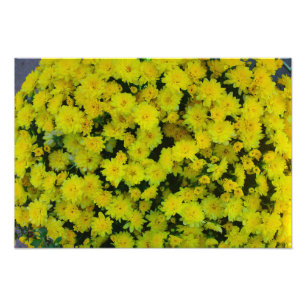 Marguerite Jaune Photo Fleur de marguerite Imprime