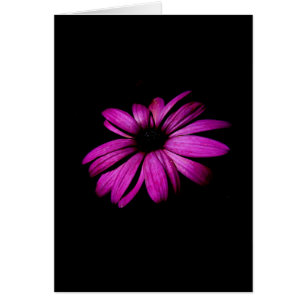 Marguerite pourpre