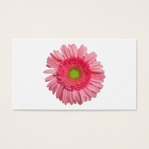 Marguerite rose de Gerbera