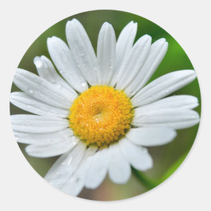 Marguerite-wild-flower426 WILDFLOWERS DAISY  SPRIN Classic Round Sticker