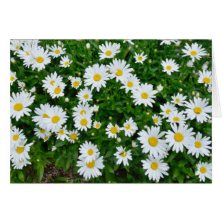 Marguerites