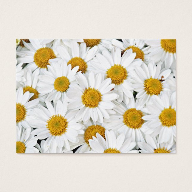 Marguerites (Devant)