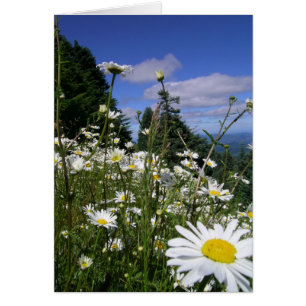 Marguerites 01