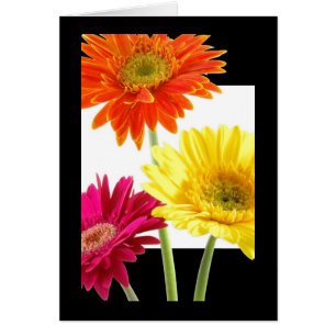 Marguerites de Gerbera