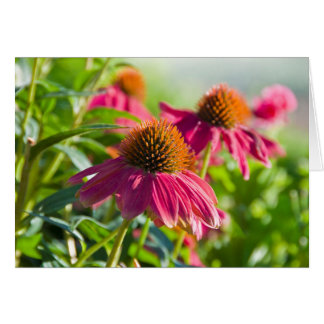 Marguerites de Rudbekia