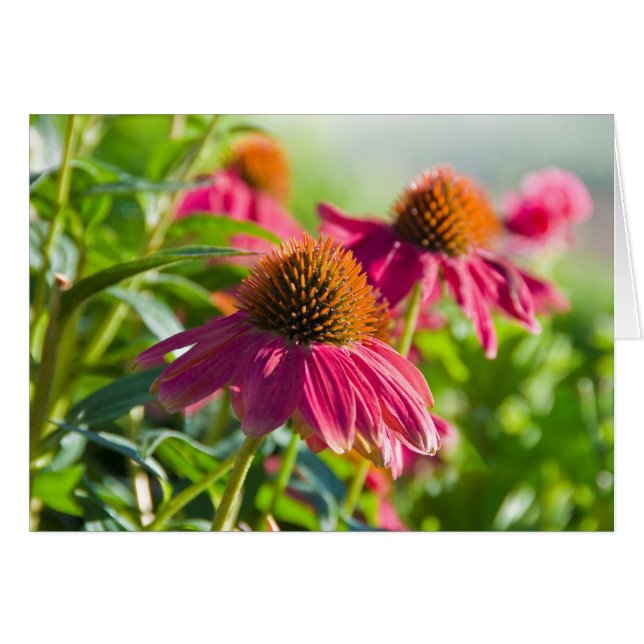 Marguerites de Rudbekia (Devant Horizontal)