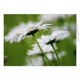 Marguerites de Shasta
