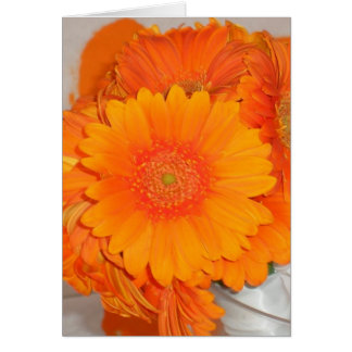 Marguerites oranges