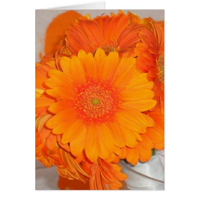 Marguerites oranges (Devant)