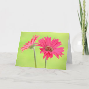Marguerites roses de Gerber sur la carte de voeux