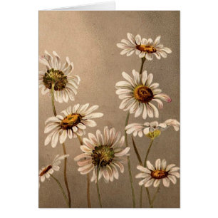Marguerites victoriennes