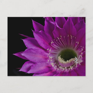 Maria Piazza cactus in bloom Postcard