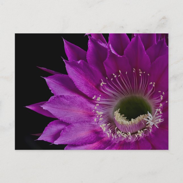 Maria Piazza cactus in bloom Postcard (Front)